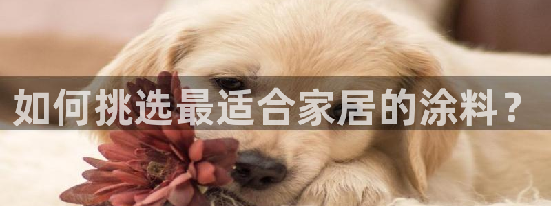 和记国际开户网站：如何挑选最适合家居的涂料？